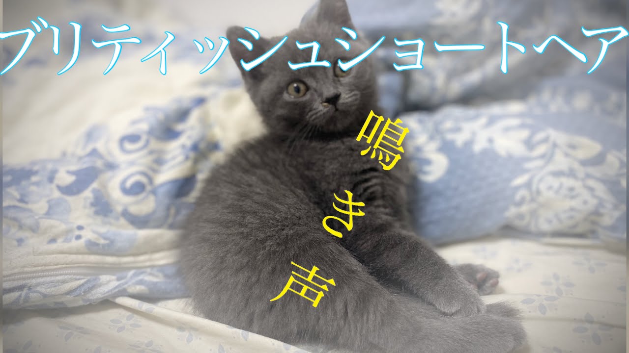 ブリティッシュショートヘアの鳴き声 生後2か月 Youtube