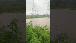 The aftermath of heavy rain around my home 🌧️💧 #ytshorts