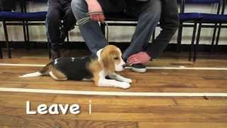 Muttamorphosis Lexi Learns