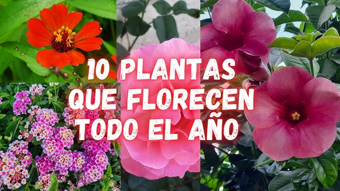 Plantas Con Flores Todo El Año () Plantas Con Flores Todo El Año