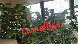 Download Lagu Camellias  MP3