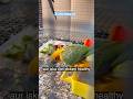 Crazy &amp; Colorful Sun Conure Moments 🌈 #sunconure #parrot #shorts #ytshorts