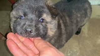 🔥 H’Mong Bobtail Puppy in 4K 60FPS | Rare Vietnamese Mountain Dog