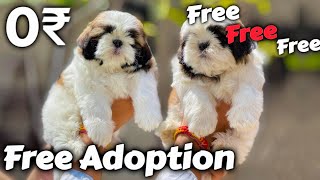 Free Free Free - Shih tzu Puppy for Free Adoption | shih tzu puppy pure breed