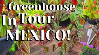 Houseplant Shopping In Mexico Hundreds Of Plants At Plant Shop