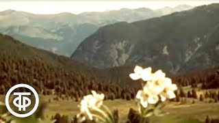 видео: Алтайский заповедник - от весны до весны (1976) картинка: Алтайский заповедник - от весны до весны (1976)