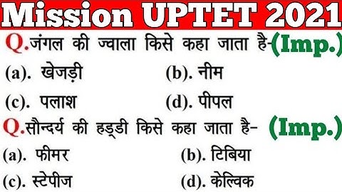 UPTET 2021 || Junior Super TET EVS Most Important Questions || Super TET