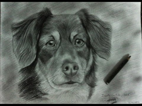 refrigerador reinado algodón Drawing a pencil and pen dog 🐶🐾 | como dibujo un perro a lapiz y lapicero  🐶🐾 - YouTube