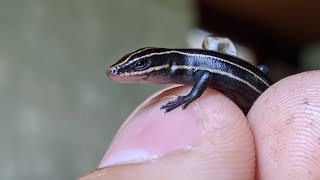 Skink Eggs Hatching [ Five-lined Skink ]