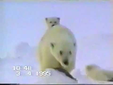 Видео Белые Медведи