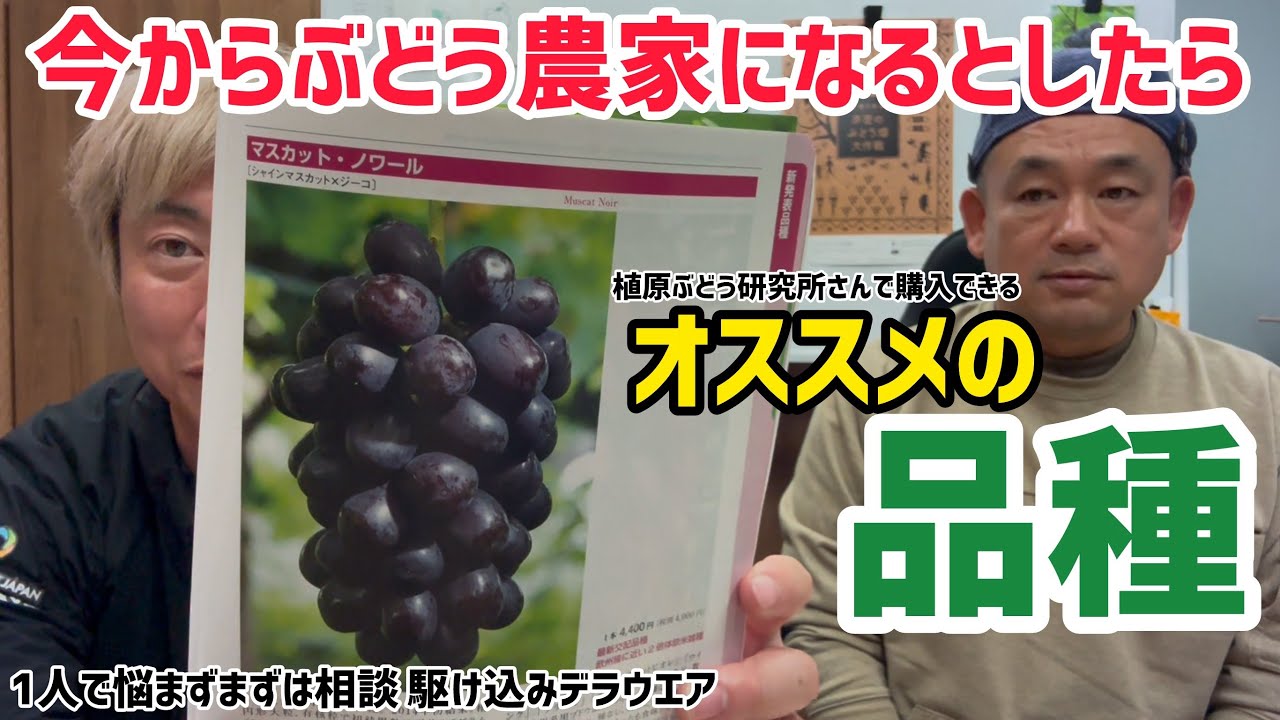 「お悩み相談所」駆け込み寺（デラウエア）今回は新規でぶどう農家になるならオススメの品種！〜植原ぶどう研究所さん編〜