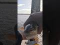 Just Casting Entertainment #fishingvideo #outdoors