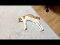 子猫が変な形で落ちてたし めっちゃ話しかけてくるし 子猫が変な形で落ちてたし めっちゃ話しかけてくるし