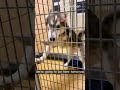 Husky at Dog Shelter Gets Excited as Man Shows Them Orange Card Indicating Their Adoption