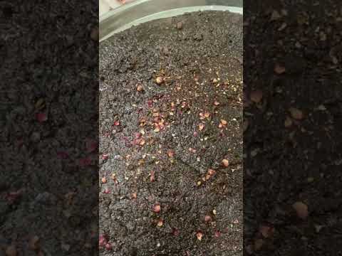 تحضير البخور عمان بخور عود ورد امارات الخليج