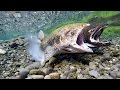 Chinook Salmon Spawning Act3 May 2016