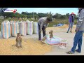 Funny Baby LUNA Talk To Uncle While Collecting Paddy On Way