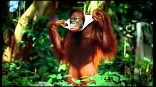 Uncensored full version of amul macho - orangutan