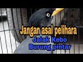 TIPS...PERAWATAN JALAK KEBO TROTOL YG BENAR