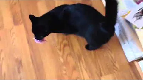 Binx retrieving