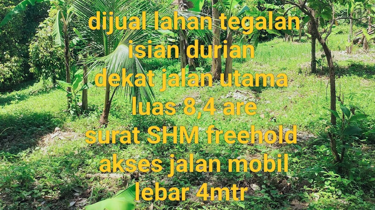 DIJUAL LAHAN KEBUN PRODUKTIF MURAH DEKAT JALAN UTAMA DENGAN LUAS 840m² / 8,4 ARE #forsale 
