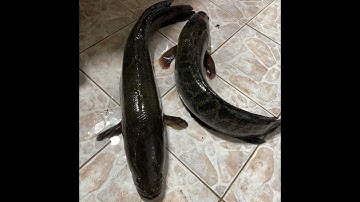 Câu cá lóc hàn quốc | năm nay chỉ được thế này thôi 1 tạ 2 thôi mà | năm 2021