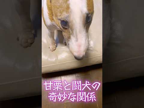 甘栗と闘犬の奇妙な関係　 ＃犬鼻＃甘栗#散歩