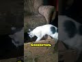 Дворянские титулы кота Масика: Граф Сракула, Герцог Блевонталь, Барон Дрестинян #кот #Шорты