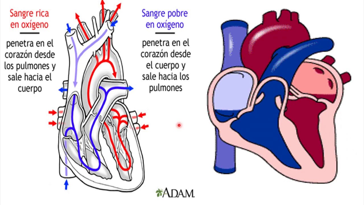 Sistema Cardiovascular Anatomia Y Circulación Y Disección Del