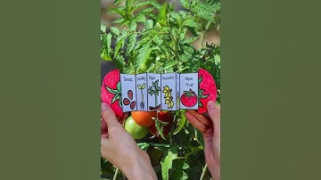 Life cycle of a tomato plant foldable science activity