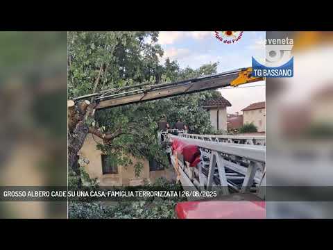 GROSSO ALBERO CADE SU UNA CASA, FAMIGLIA TERRORIZZATA | 26/08/2025