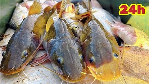 Hôm Nay Trúng Cá Rồi 1 xuồng Cá Luôn  / 24h Một Mình Săn Cá Lớn 