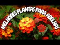 7 das melhores plantas e flores para abelhas i pasto apcola e pasto meliponcola