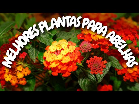 Vídeo: Lantana atrai abelhas?