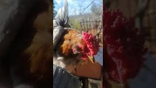 Gulibik Ispenç Horoz