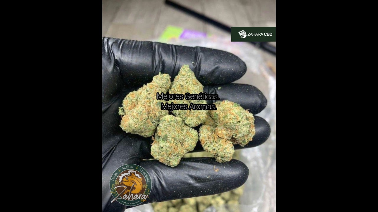 CBD EN CADIZ | Zahara CBD Grow-Shop | zaharacbd.com  | 