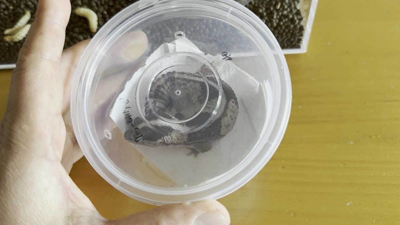 めっちゃ欲しかったニシアフリカトカゲモドキを入手できました！ - YouTube