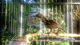 CEPAT Pancing Kolibri Trotol GACOR, 3 Menit Saja menggunakan KONIN Gacor ini