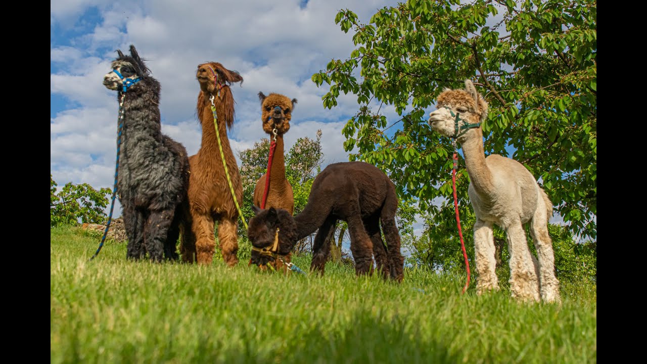Hodowla Alpak - jak zacząć