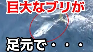 屋久島の巨大ブリを堤防から狙う！！