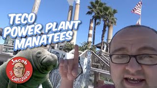 TECO Power Plant Manatees