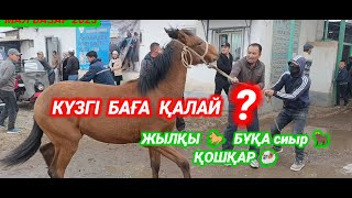 видео: Абай мал базары | Мал базар 2025 | livestock market картинка: Абай мал базары | Мал базар 2025 | livestock market