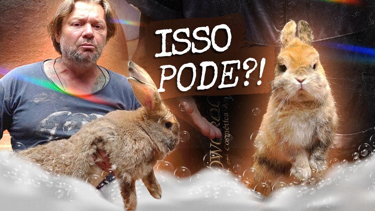 DEMOS BANHO EM UM COELHO! | A CASA DOS BICHOS