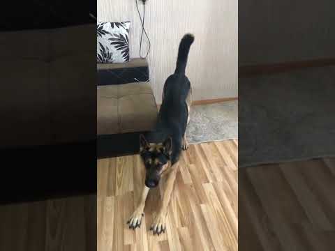Реакция Арчи когда слышит слово гулять #shorts #арчи