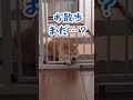 柴犬、時間に厳しい【豆柴ころた】#shorts #柴犬 #柴犬の日常 #しばいぬ #shibainu