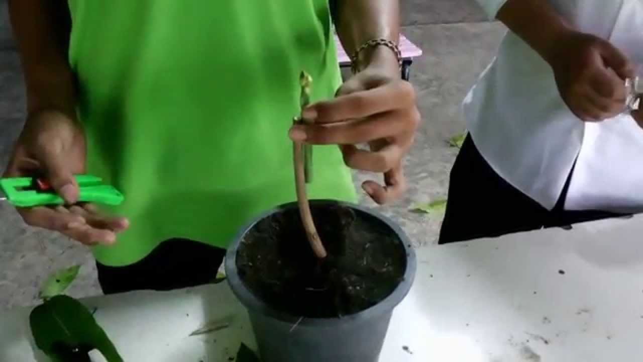 การเสียบยอดและการทาบกิ่งมะม่วง