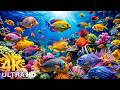 AQUARIUM 4K (ULTRA HD)- Beautiful Fish Swimming &amp; Colorful Sea Life Video🐠Peaceful Relaxing Music #6