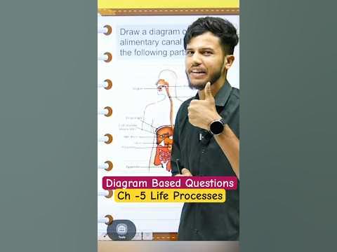 Diagram Based Questions Ch -5 Life Processes ||Class 10 Science