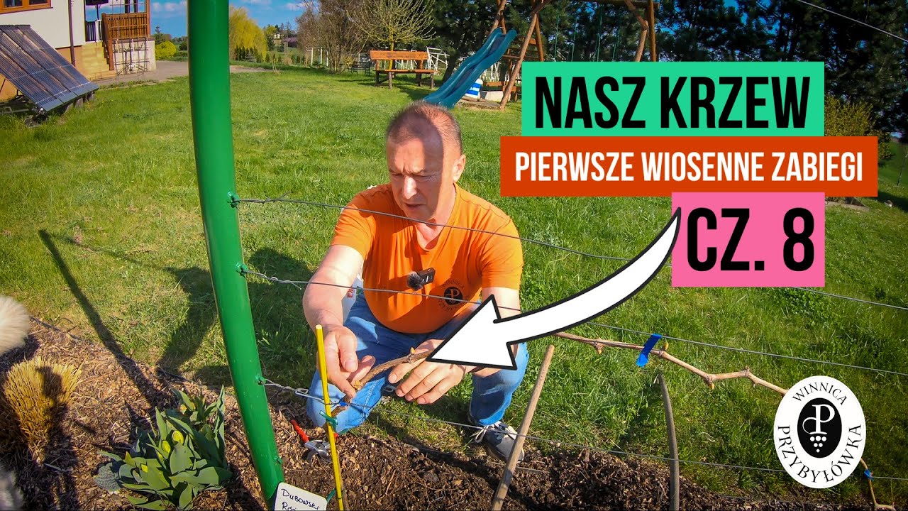 Nasz Krzew cz. 8. Pierwsze wiosenne zabiegi.