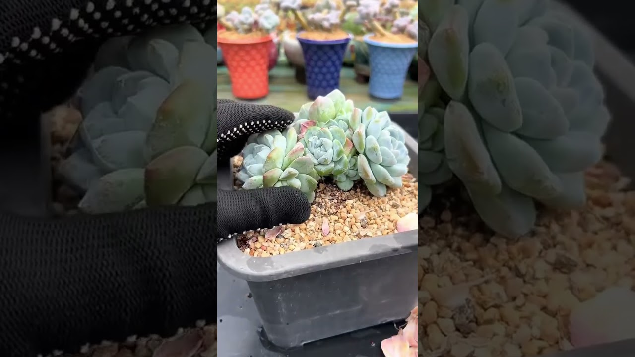 How Container Material Affects Indoor Succulent Performance